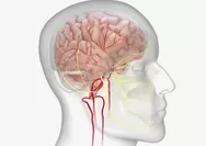 Gangguan Tidur Tingkatkan Risiko Penuaan Dini pada Otak