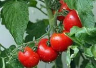 8 Manfaat Tomat Bagi Tubuh