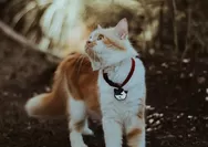 Kucing Liar Buang Air Besar Sembarangan, Cegah Pakai Aroma dan Barang Ini Bikin Kucing Mundur Teratur