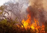 Pekerja Lapangan Paling Rentan Terpapar Kabut Asap Kebakaran Hutan, Bisakah Mereka WFH?