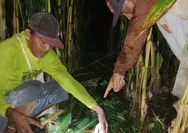 Tanaman Petani Kecamatan Tegaldlimo Banyuwangi Terancam Gagal Panen dirusak Kawanan Babi Hutan
