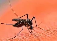 Warga Kecamatan Banyuwangi Kota diminta Waspadai Penyakit Chikungunya