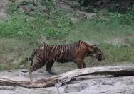 Harimau Jawa Dinyatakan Punah Sejak 1980, Tapi Peneliti BRIN Ungkap Temuan Sehelai Rambut Harimau Jawa di Sukabumi