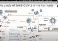 Kabar Baik! BRIN Temukan Harapan Baru Melawan Infeksi SARS-CoV-2 dengan Antibodi Spikebodies