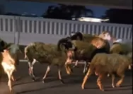 Viral, Mobil Pick Up Pengangkut Domba Mengalami Kecelakaan Lalu Lintas Tunggal di Jalan Tol Layang MBZ, Banyak Domba yang Lepas