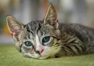 Cara Membantu Kesembuhan Kucing Kesayangan dari Penyakit FIP yang Mematikan