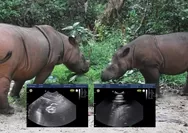 Kabar Baik! Dua Badak Sumatera Hamil di Taman Nasional Way Kambas, Harapan Baru Konservasi 