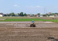 Kemarau Ekstrem, 120 Hektare Lahan Sawah di Kudus Gagal Panen
