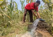 Kemarau Ekstrem, Petani di Kudus Andalkan Sumur Irigasi