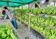 Cerita Klaster Pisang Cavendish di Pasuruan, dari Lahan Non Produktif Kini Jadi Lahan Usaha yang Terus Berkembang