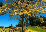 Bikin Rumah Adem dan Estetik, 3 Pohon Peneduh Ini Direkomendasikan Untuk Ditanam di Halaman