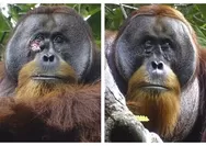 Pertama di Dunia, Orangutan di Sumatera Utara Mengobati Luka dengan Tanaman Tropis