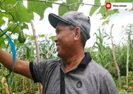 Kisah Inspiratif Petani Muda Sarjana Teknik Asal Bengkulu yang Sukses Bertani Labu Siam, Menghasilkan Omset Jutaan Rupiah Per Minggu