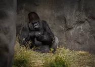 Mengapa Gorila Suka Memukul Dada? Simak Penjelasannya