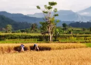 Contoh Teks Argumentasi tentang Ketahanan Pangan Lokal, Singkat dan Terbaru 2024-2025