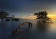 Buatlah Tabel Alih Fungsi Hutan Mangrove Menjadi Beberapa Sektor