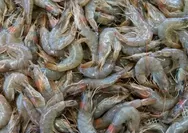 Ekspor Udang ke AS Resmi Berlanjut, KKP Tegaskan Sertifikasi Bebas Cesium-137 Jadi Syarat Utama