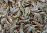DPR Pertanyakan Keamanan Udang Beku Lokal, Desak Kemenperin Tarik Produk Jika Terbukti Terpapar Radioaktif Cs-137