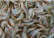 Fakta Terbaru Pemusnahan Udang Terkontaminasi Cs-137: 5 Ton Dibakar Bertahap, Pemerintah Pastikan Proses Aman Total