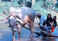 Desa Wisata Pentingsari Menyimpan Segudang Potensi Alam, Budaya dan Tradisi