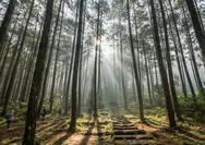Camping Nyaman di Puncak: 3 Tempat dengan Fasilitas Lengkap untuk Liburan Seru