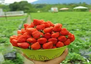 Kebun Inggit Strawberry  Destinasi Yang Populer Di Magelang 