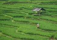 SEJAUH MANA PROGRAM REFORMA AGRARIA YANG DIJALANKAN PEMERINTAH EFEKTIF DALAM MENGURANGI KETIMPANGAN