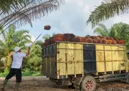 Agrinas Palma Nusantara Butuh 10.000 Tenaga Kerja, Upah Pemanen Disebut Bisa Capai 120 Persen UMR