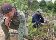 Curhat Petugas TN Tesso Nilo saat Temukan Ranjau Paku di Kawasan Hutan: Bikin Celaka, Cederai Perjuangan