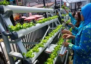 Intip Kisah BRInita di Jayapura, Urban Farming Jadi Gaya Baru Bertani di Lahan Sempit