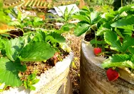 Puncak Pass Farm, Nikmati Pengalaman Memetik Stroberi di Ketinggian 1000 Mdpl