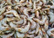 Heboh! Senator AS Sindir Udang Beku dari Indonesia dengan Analogi Alien, FDA Langsung Gerak Cepat