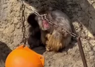 Dari Boneka ke Pelukan Hangat: Perjalanan Punch si 'Naruto Monkey' Menuju Penerimaan Sosial