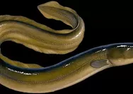 5 Manfaat Kandungan Belut untuk Kesehatan Tubuh, Benarkah Dapat Menjaga Kesehatan Jantung!