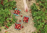 Antara kelezatan dan sisi gelap pestisida, membongkar rahasia di balik manisnya strawberry Jepang: Benarkah mengancam kesehatan?
