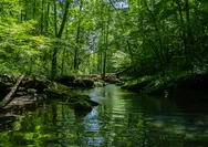 Pemulihan Fungsi Daerah Aliran Sungai dengan Merehabilitasi Hutan dan Lahan! Apa Saja yang Perlu Diperhatikan dan Persiapkan?