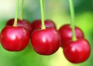 Asam Urat Berkurang Tanpa Obat: Siapkan Camilan Buah Ceri Pasca-Makan
