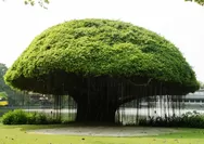 Pohon Beringin: Simbolisme dan Spiritualitas dalam Mitos dan Keyakinan Budaya