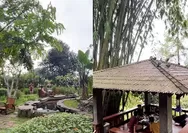 Rekomendasi Kafe Tengah Hutan Pinus di Bogor, Ngopi dan Makan Sambil Lihat Panorama Hijau