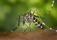 Nyamuk Organik Wolbachia, Benarkah Terbukti Efektif Menurunkan Kasus Demam Berdarah?