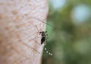 Nyamuk Wolbachia: Solusi atau Ancaman yang Membahayakan?