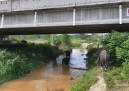 Merayakan Hari Gajah Internasional, Hutama Karya Hadirkan Kisah Cinta Gajah di Koridor Tol Trans Sumatera