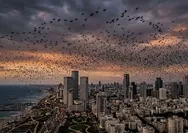 Viral Kawanan Gagak di Langit Tel Aviv: Fenomena Ilmiah atau Pertanda Bencana di Israel?