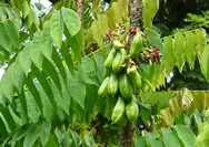 Belimbing Wuluh Jadi Sorotan: Tanaman Pekarangan Ini Ternyata Punya Segudang Manfaat Kesehatan