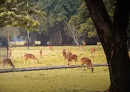 Menyapa Kawanan Rusa: Pengalaman Piknik Bersama Keluarga di Kebun Raya Bogor yang Tak Terlupakan