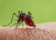 Mengenal konsep ABCD, upaya untuk cegah malaria