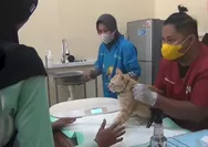 Waspada Penyakit Hewan Peliharaan, Kesehatan Hewan Harus Jadi Prioritas