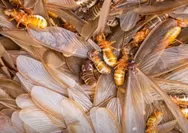 Filosofi laron dalam masyarakat Jawa