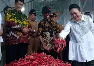 Cabe PaKu Kulon Progo Suplai 20 Persen Kebutuhan Nasional, Titiek Soeharto Pastikan Dukungan Pengembangan Produksi