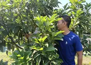 Tanaman alpukat idealnya dipangkas secara berkala, entok cocok untuk hadiah lomba Pitulasan